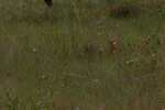 Carolina yelloweyed grass